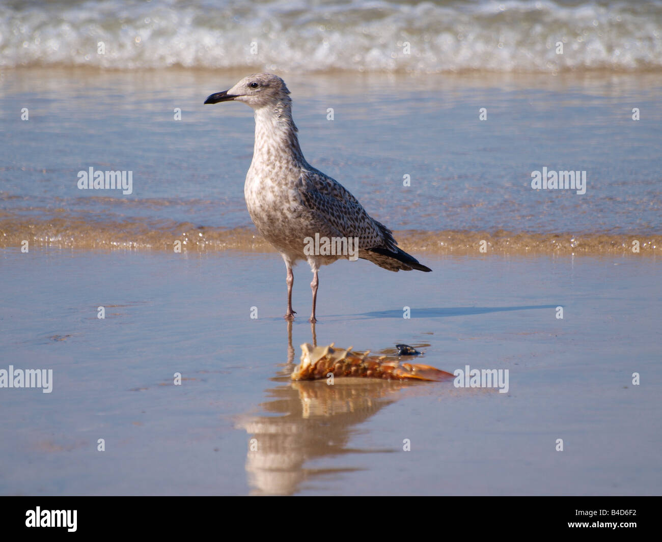 Juvenile Herring Gull, Larus argentatus, With a lobster tail that has been washed up on the beach Stock Photo