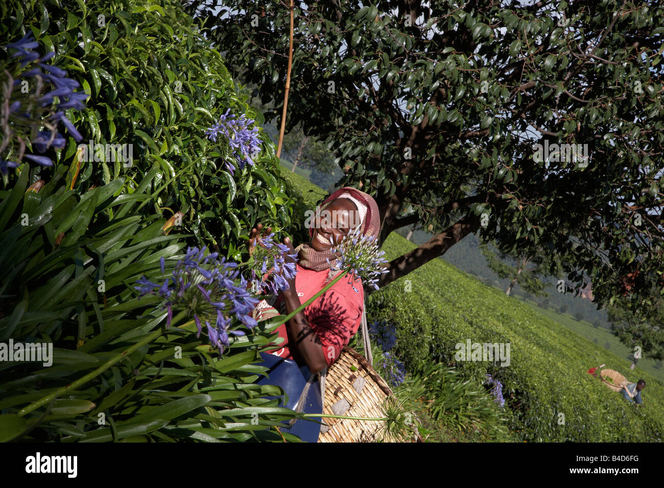 Tea plucker working in East Africa Kenya Nandi Hills area Stock Photo