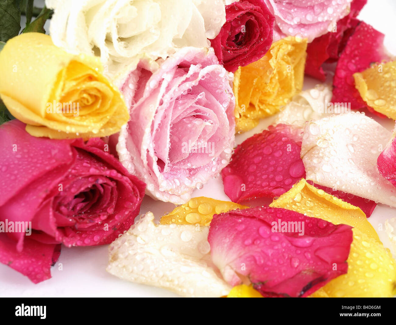 A beautiful bouquet of open roses and petals with water drops laying on