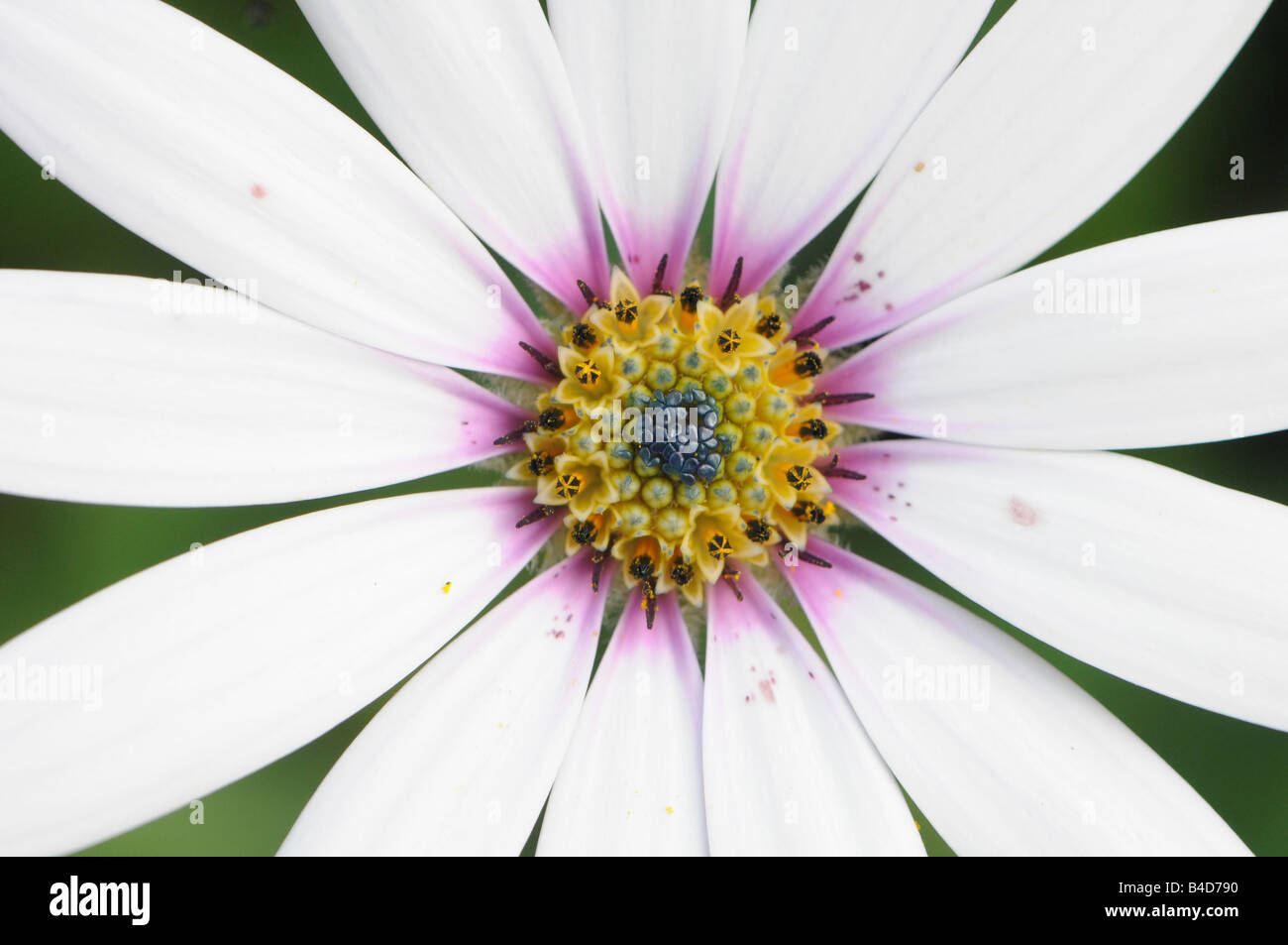 White flower with thirteen petals Stock Photo Alamy