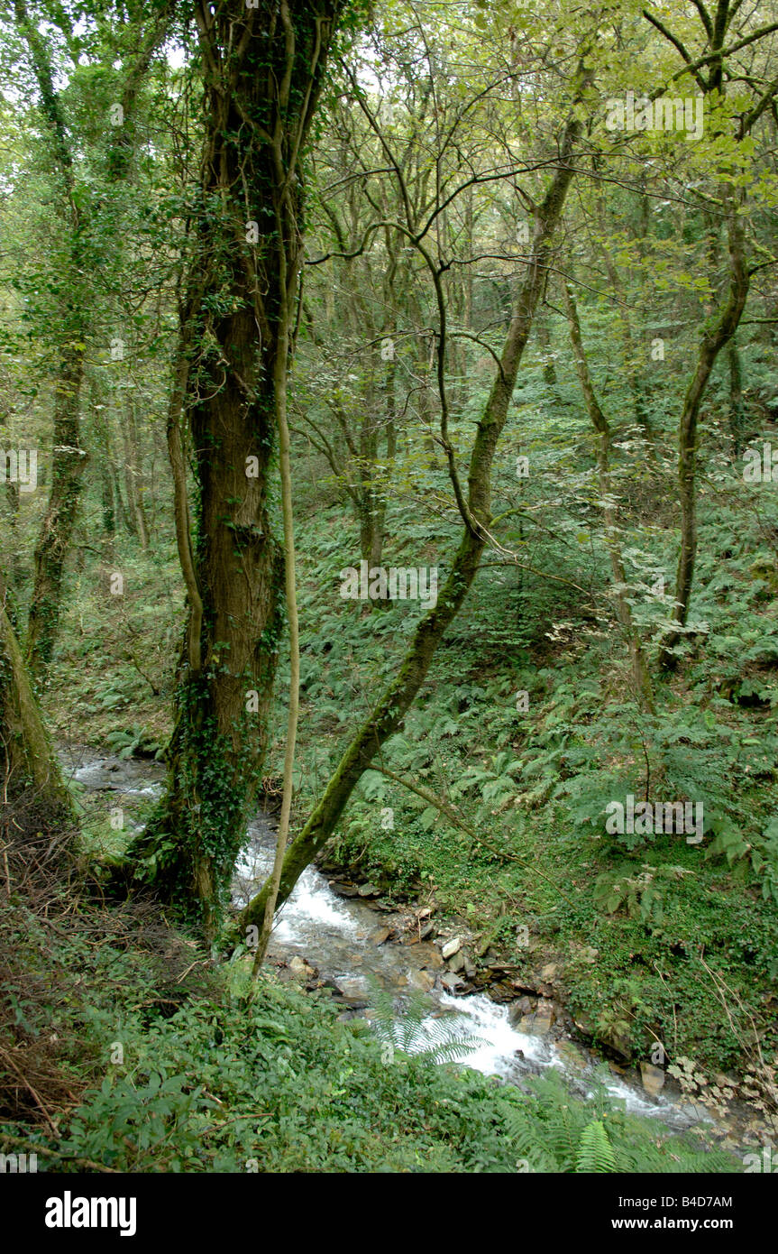 Woodland Forest River Stock Photo - Alamy