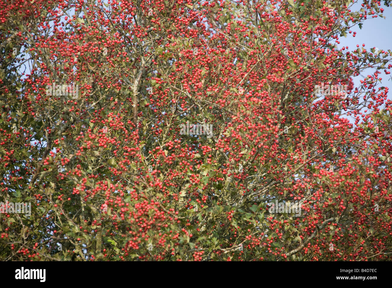 Awthorn tree with red berries in Pembrokeshire West Wales UK ...