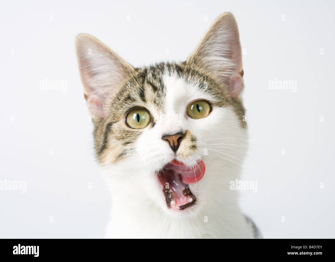 Cat licking lips mouth hires stock photography and images Alamy