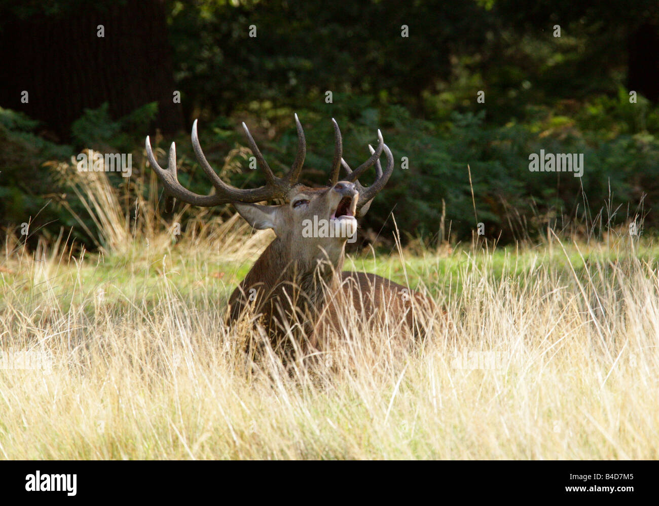 Red Deer Stag Bellowing, Cervus elaphus Stock Photo