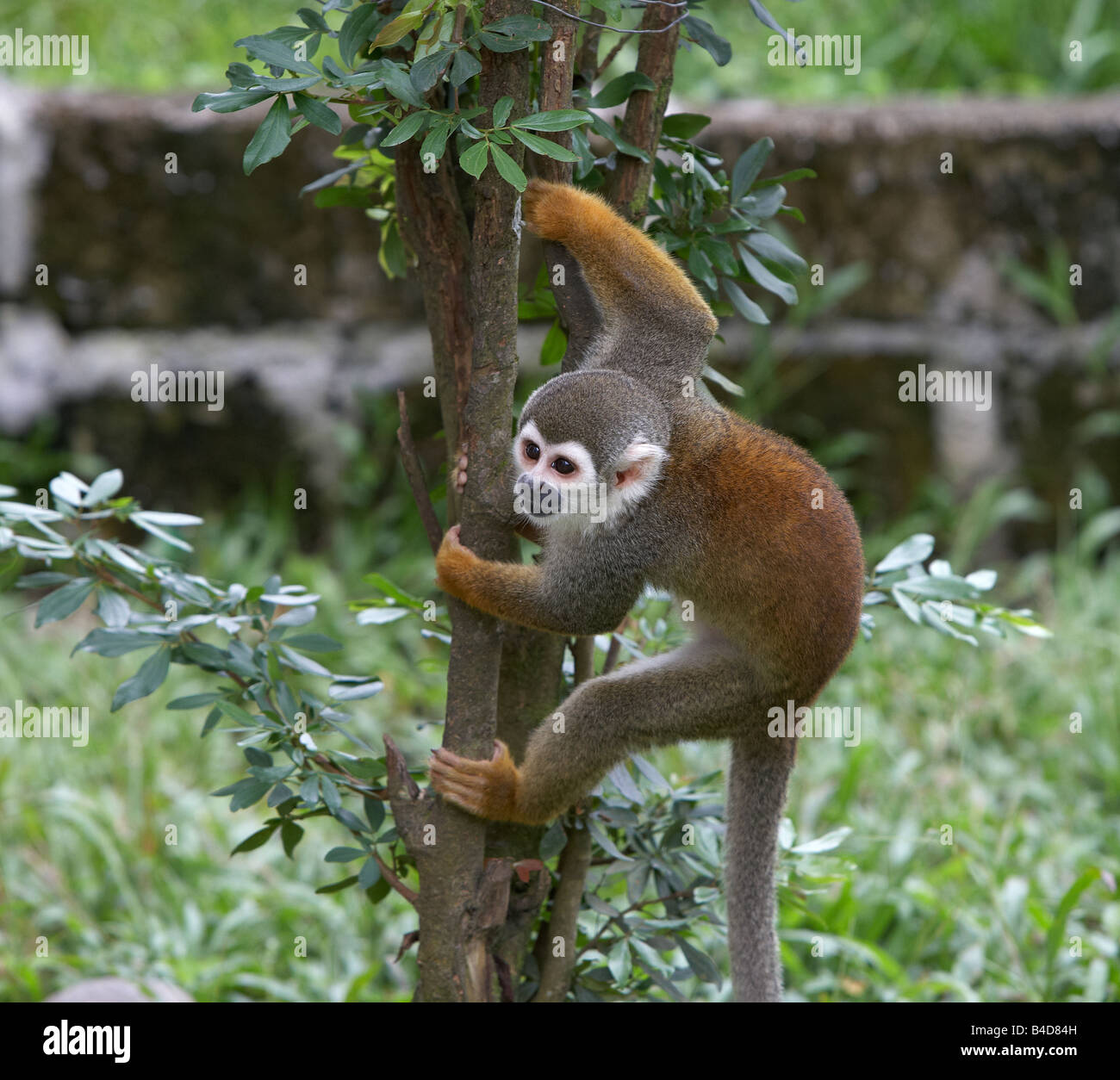 Squirrel Monkey, Amazon Rain Forest, Ecuador Stock Photo