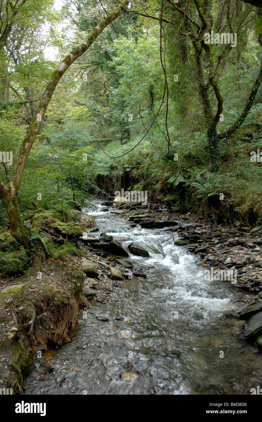Stream river woodland trees hi-res stock photography and images - Alamy