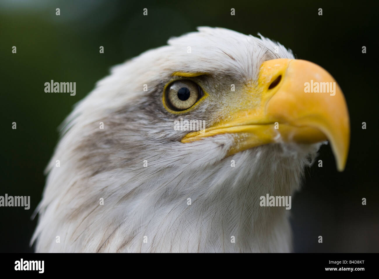 Portrait of adult Bald Eagle (Haliaeetus leucogaster) Stock Photo