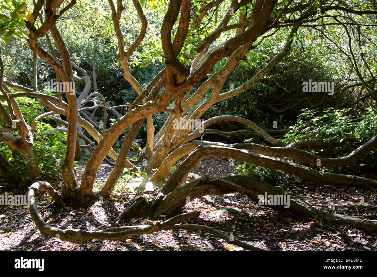 Rhododendron Branches Stock Photo