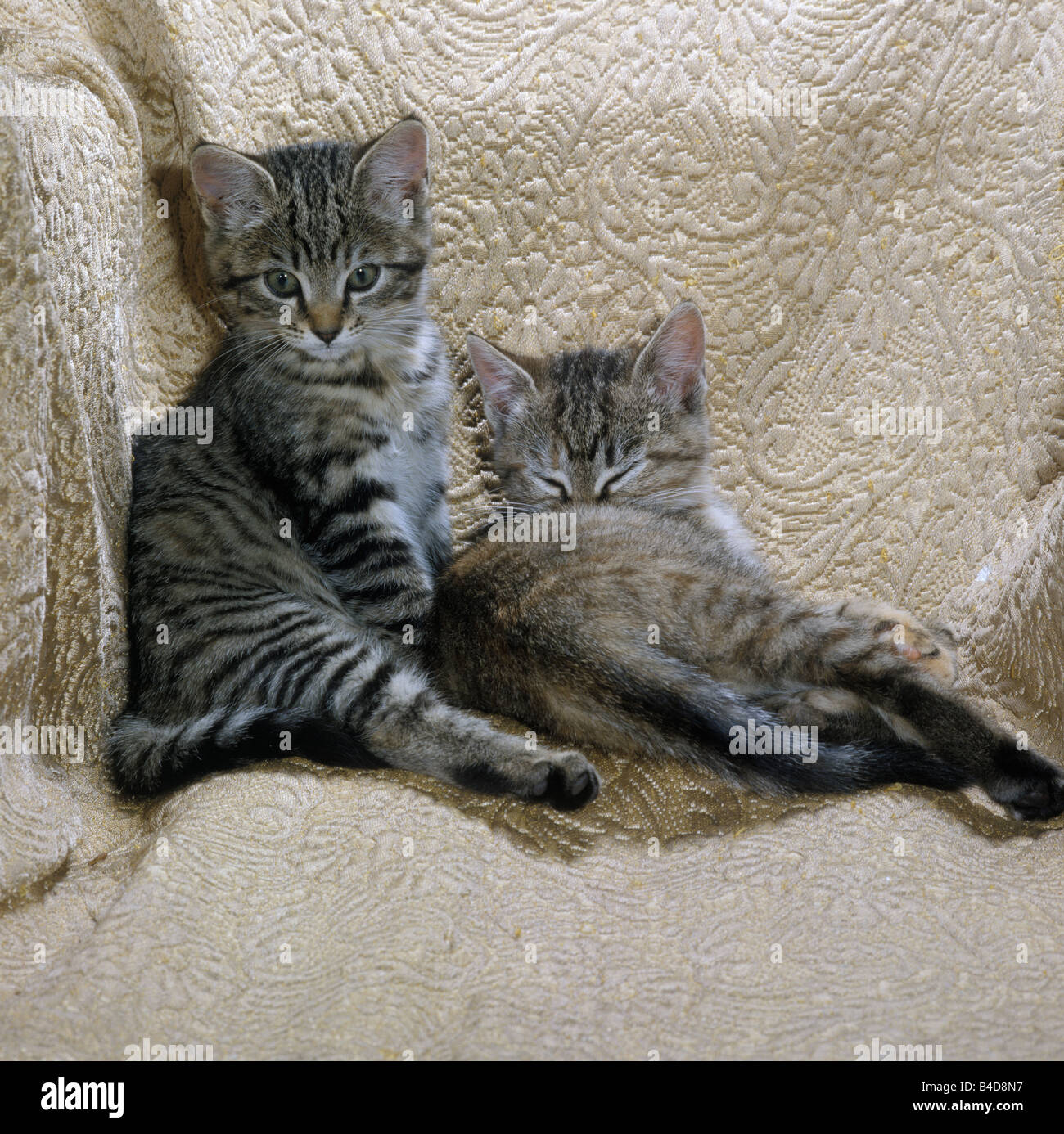 Two pale tabby female kittens hi-res stock photography and images - Alamy