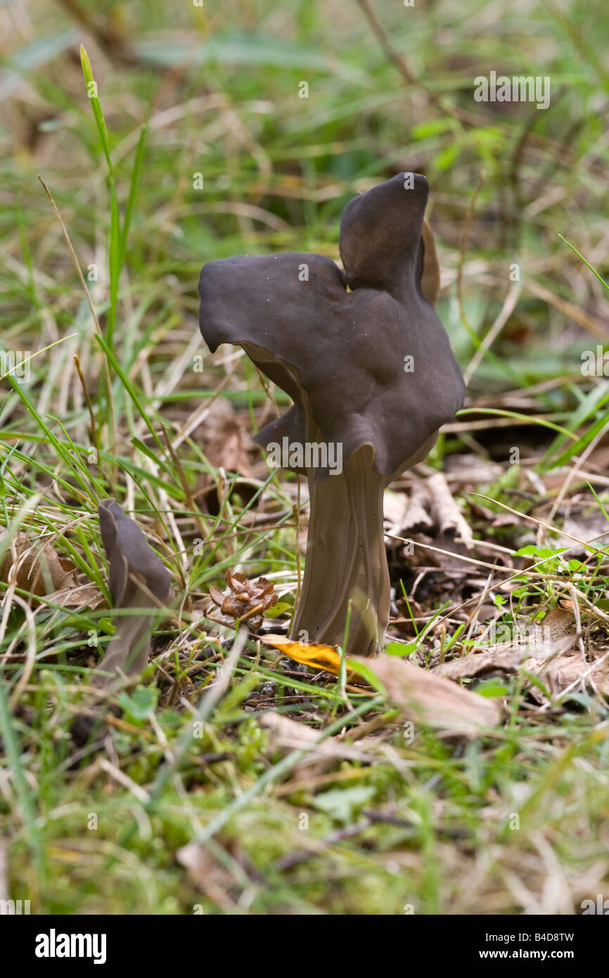 Elfin's Saddle Helvella lacunosa fruiting body growing in short grassy area Stock Photo