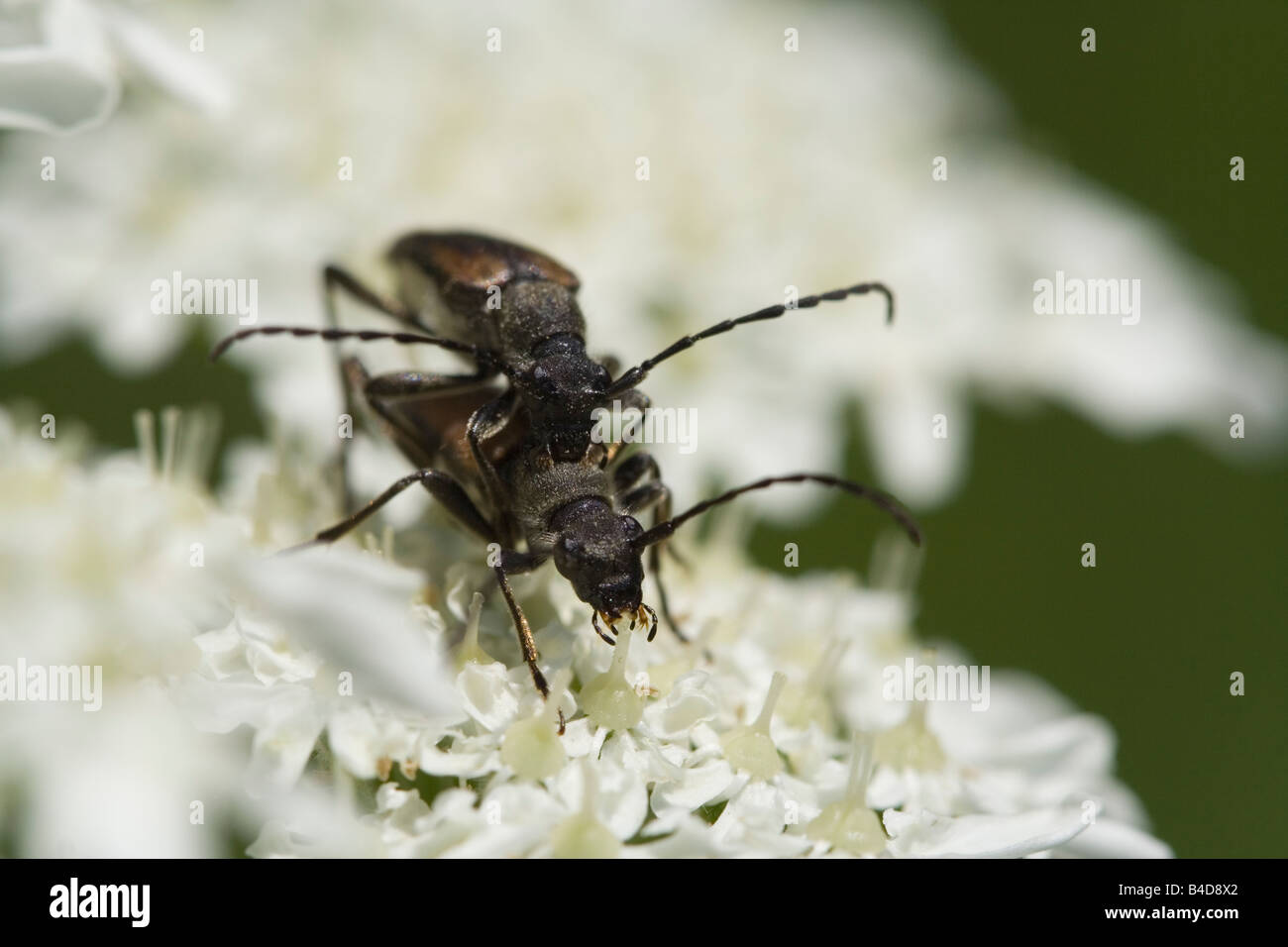 Longhorn Beetles Mating On Flower Stock Photo