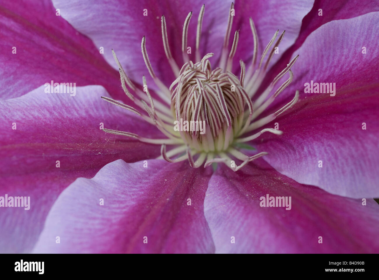 A close up of the center of a purple clematis flower Stock Photo