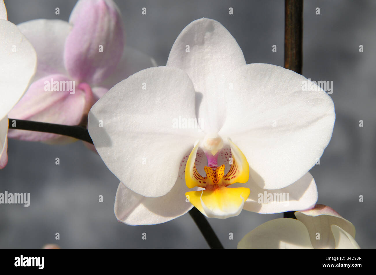 XURANFANG Tappezzeria a Fiori con arazzi a Fiori e Orchidee Cymbidium Orchis 2,1500Mmx1300Mm 