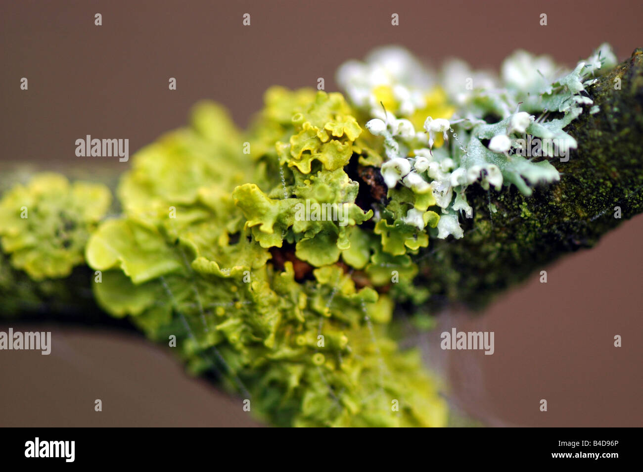 Lichen growing on a tree branch Stock Photo