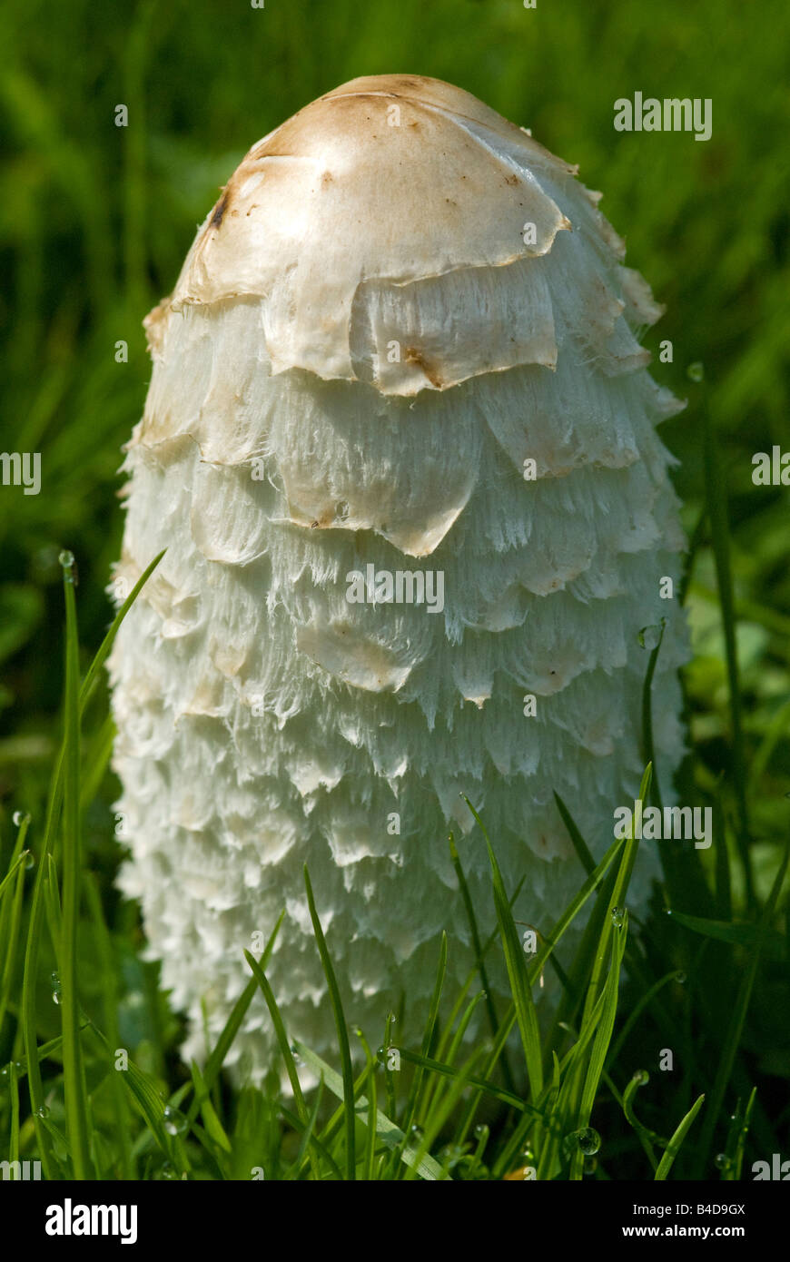 Coprinus fungi hi-res stock photography and images - Alamy