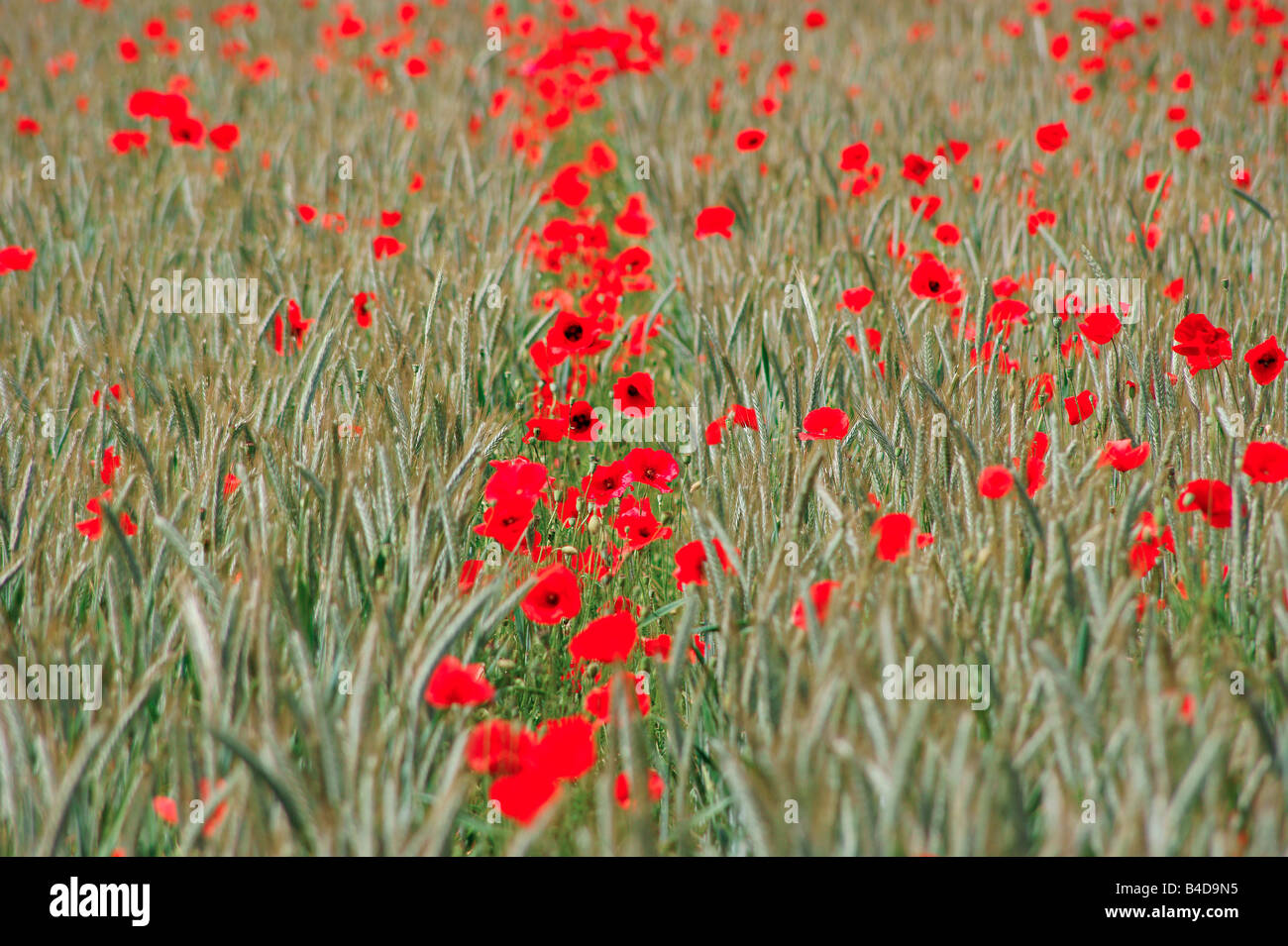 Poppy Field in South West Germany Stock Photo Alamy