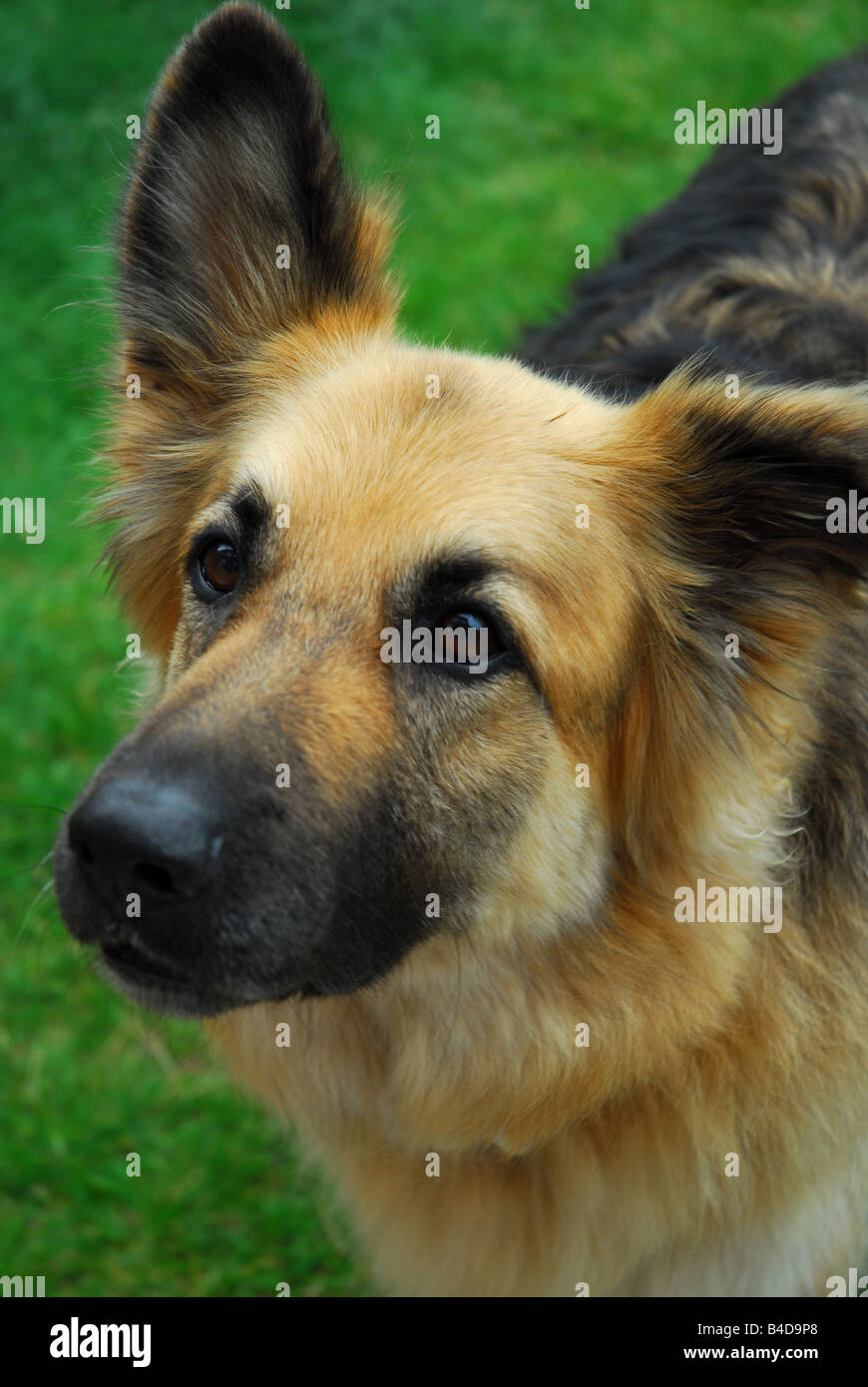 German Shepherd Dog (GSD) Stock Photo