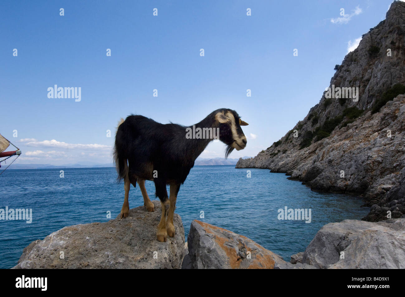 A female mountain goat climbs rocks on the Greek island of Symi or Simi Greece Stock Photo