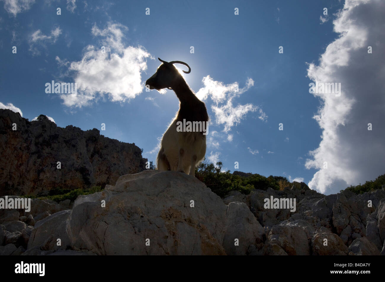 A mountain goat climbs rocks on the Greek island of Symi in the Southern Dodecanese. Stock Photo