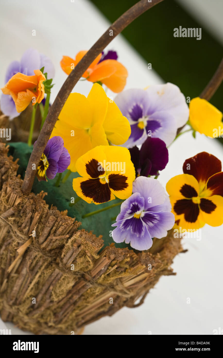 Basket of Pansies Flowers Stock Photo