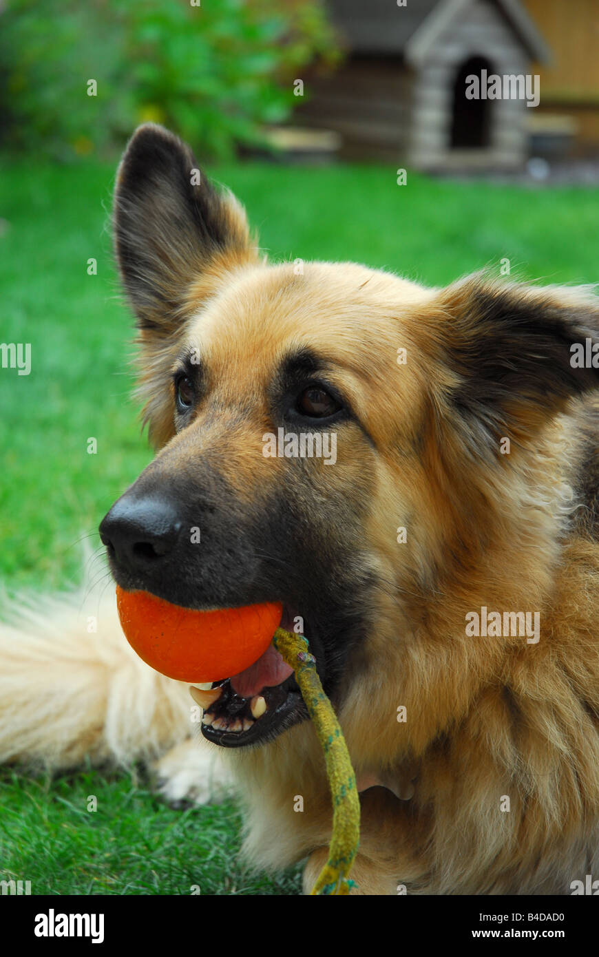 German Shepherd Dog (GSD) Stock Photo