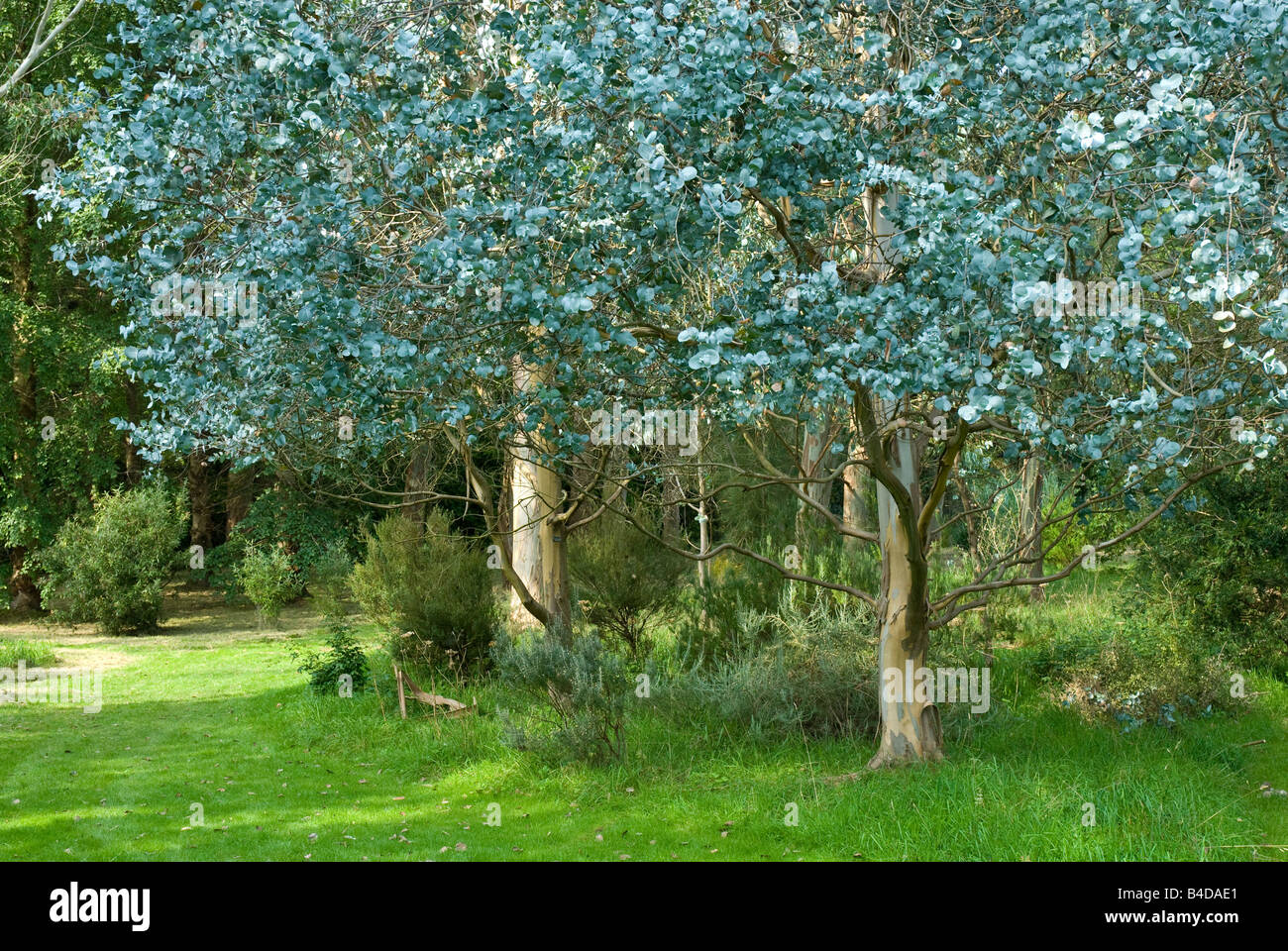 Tree With Blue Leaves 