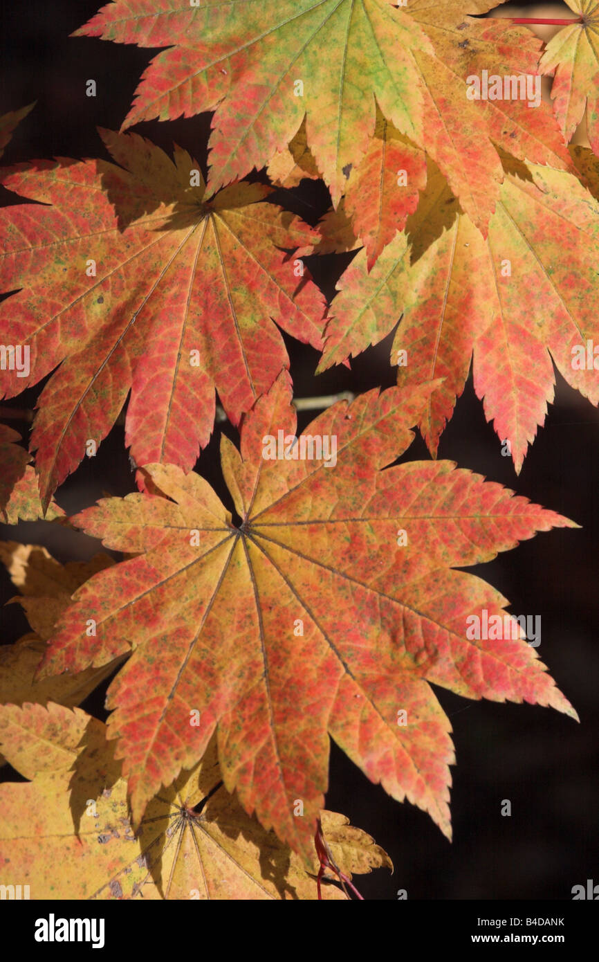 Close up of Japanese Maple golden autumn leaves in Silk Wood, Westonbirt Arboretum, Gloucestershire, England, UK Stock Photo