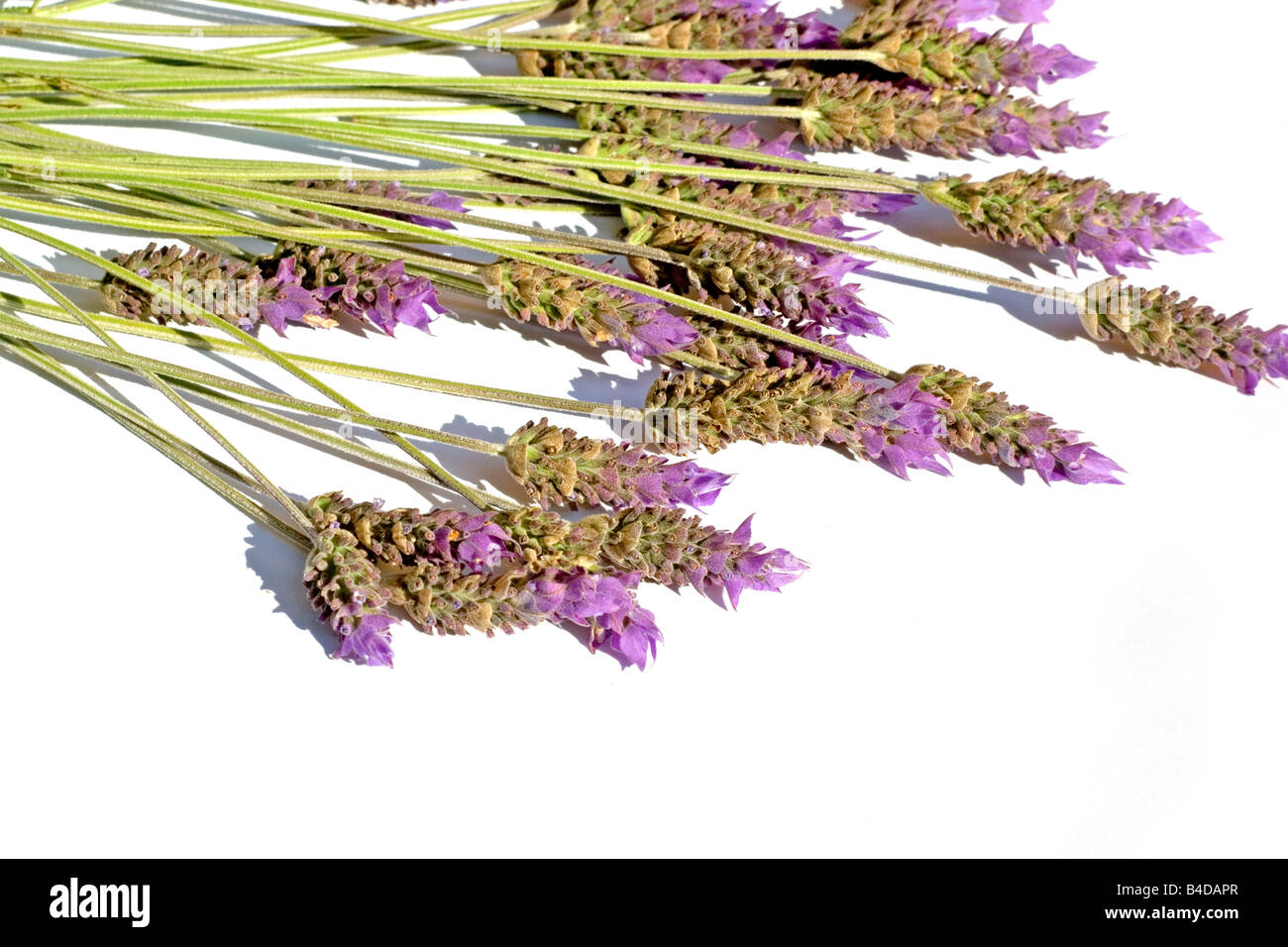 Lavender sprigs on white background Stock Photo - Alamy