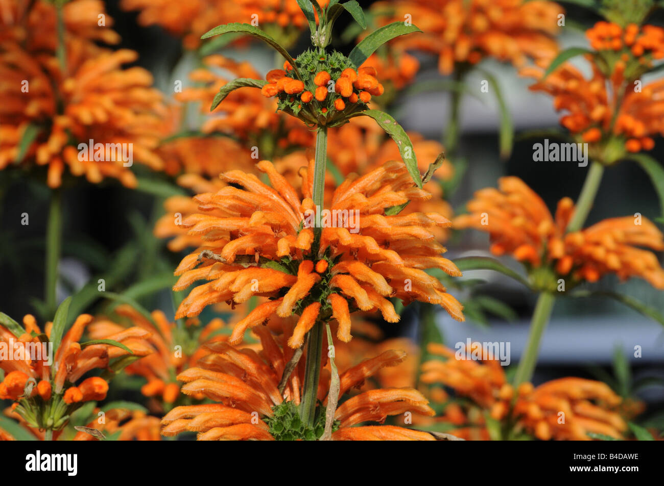 Leonotis leonurus or Lion's Ear, a plant from South Africa, flourishes in a garden in Lower Manhattan. Stock Photo