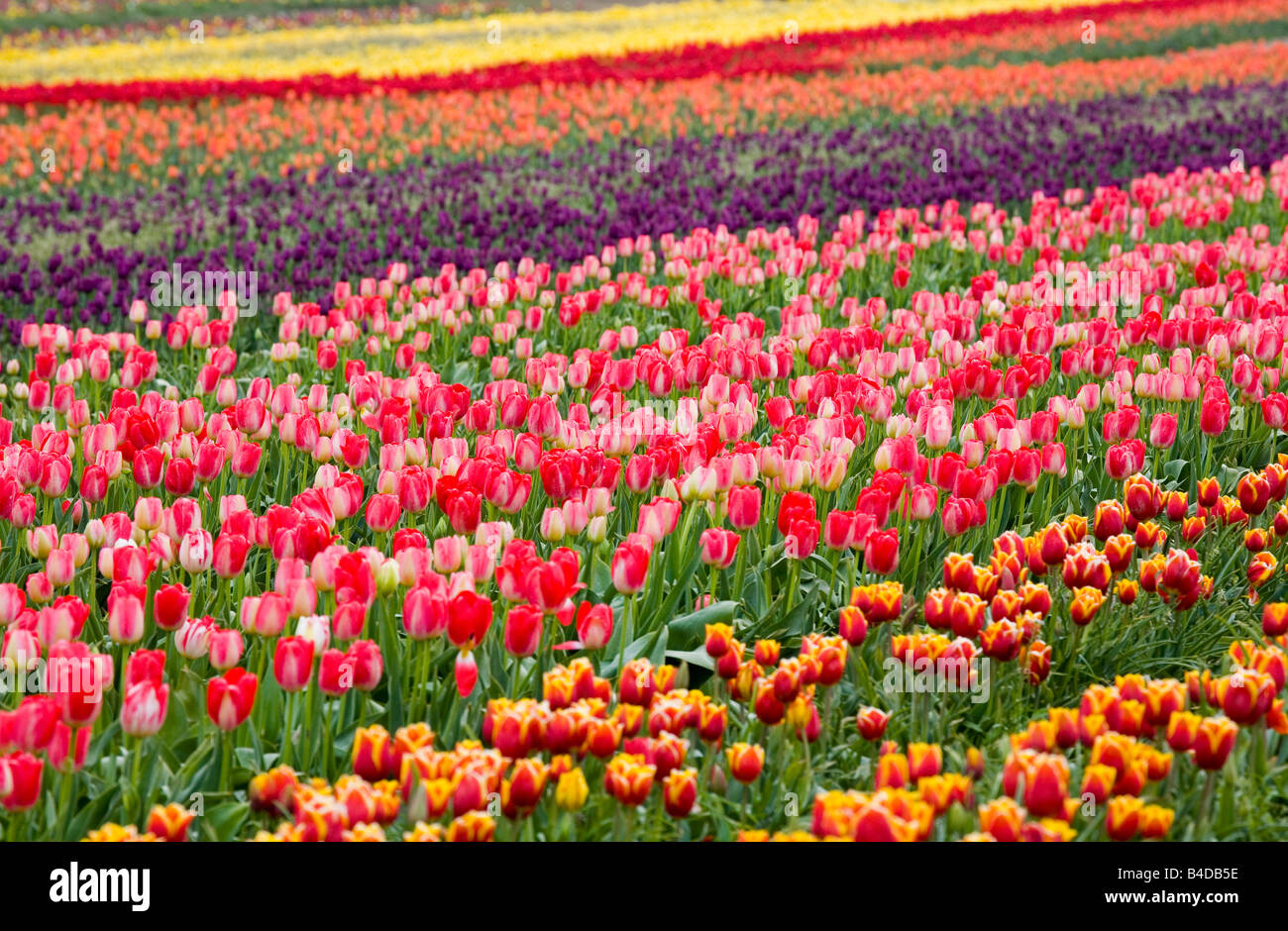 A Tulip Field Stock Photo Alamy