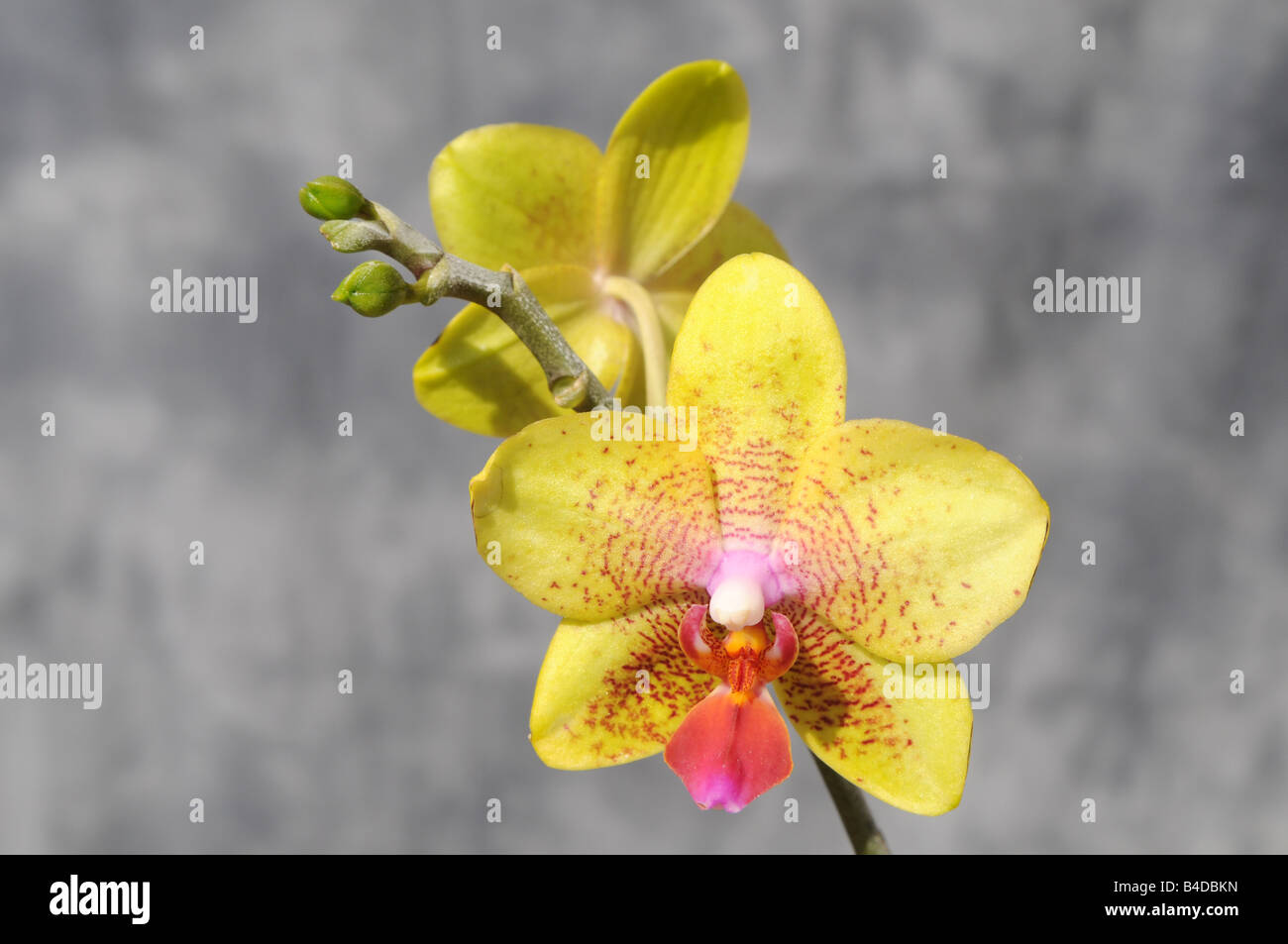 Kit Coltivazione Orchidea Phalaenopsis - Con Pianta Viva, Terriccio E Concime, Per Principianti - Foto 10