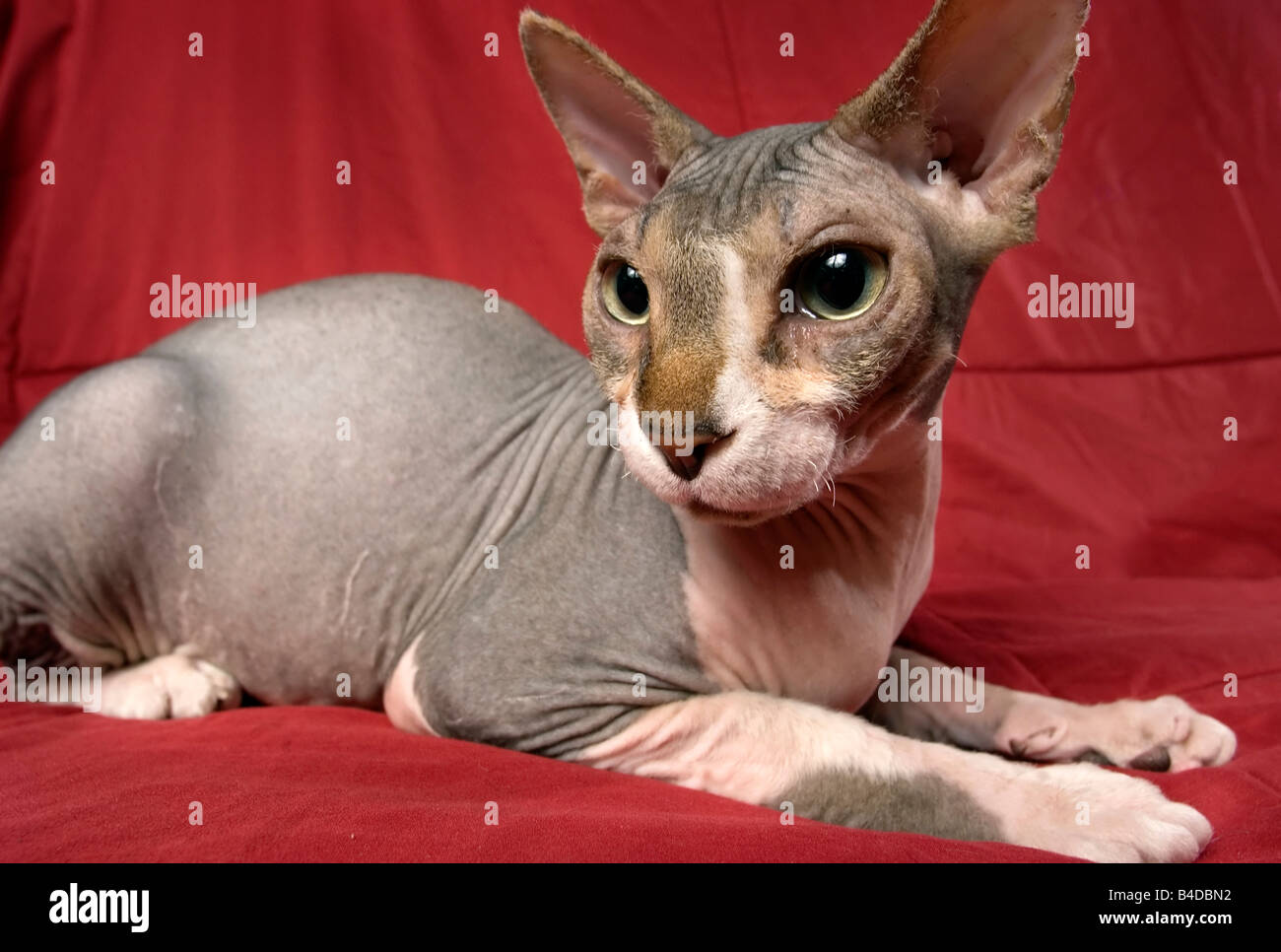 Wide angle shot of a hairless cat against a red background Stock Photo