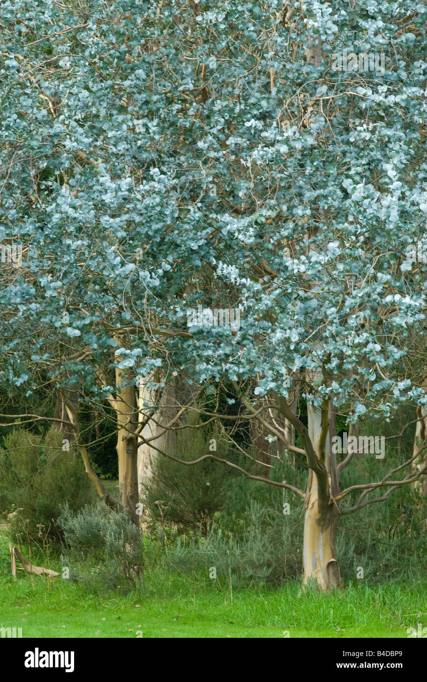 Eucalyptus Tree's Blue Leaves Stock Photo Alamy