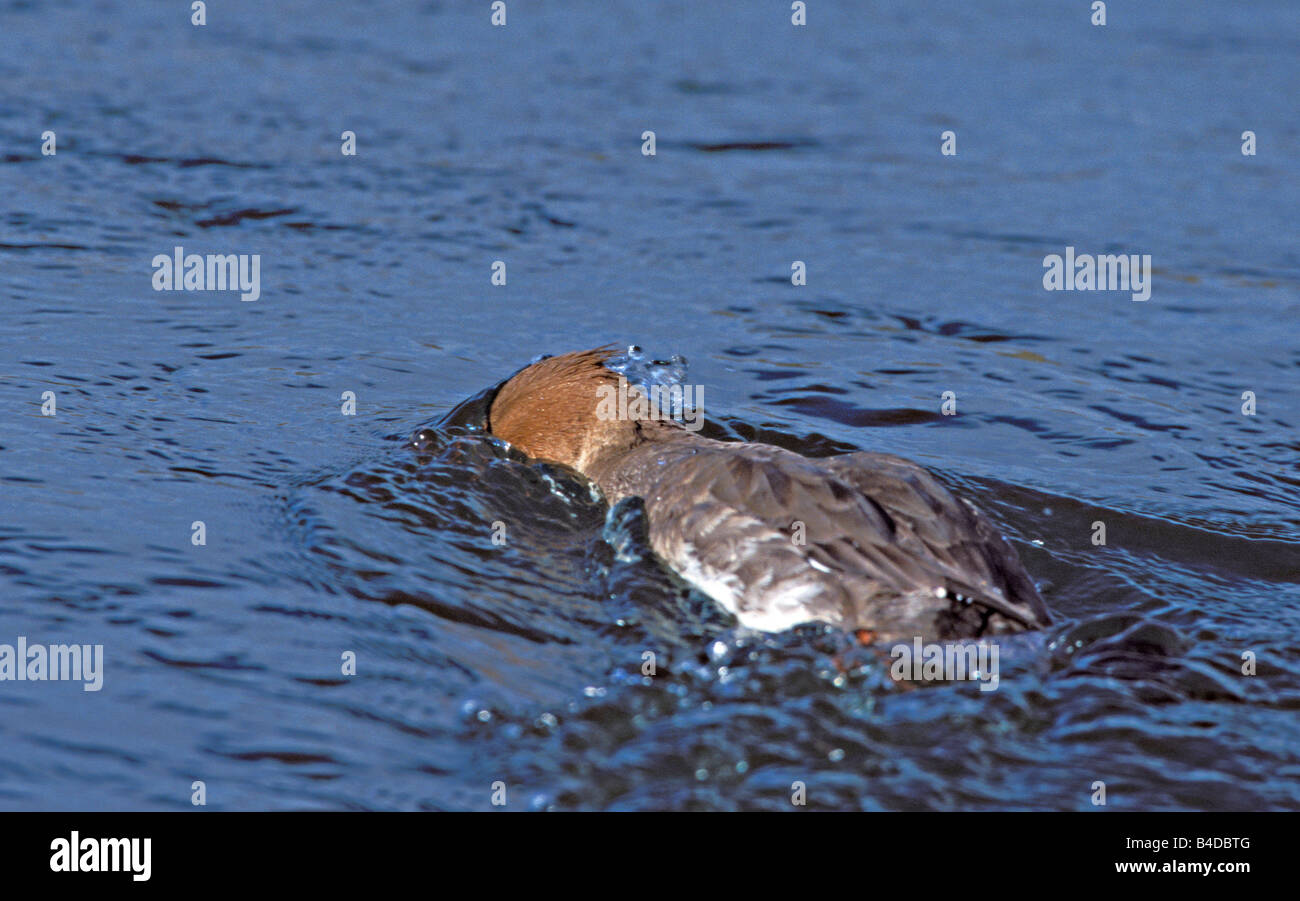 Red-breasted Merganser Mergus serrator Stock Photo