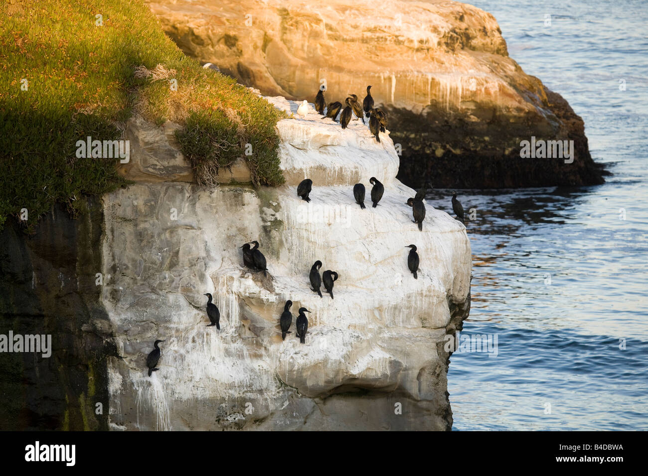 Brandts nesting hi-res stock photography and images - Alamy
