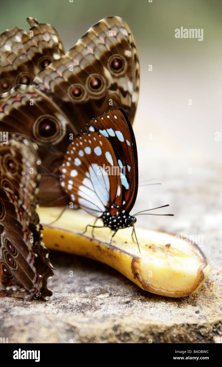 Blue and Brown Tropical Butterfly Feeding on a Banana Stock Photo Alamy