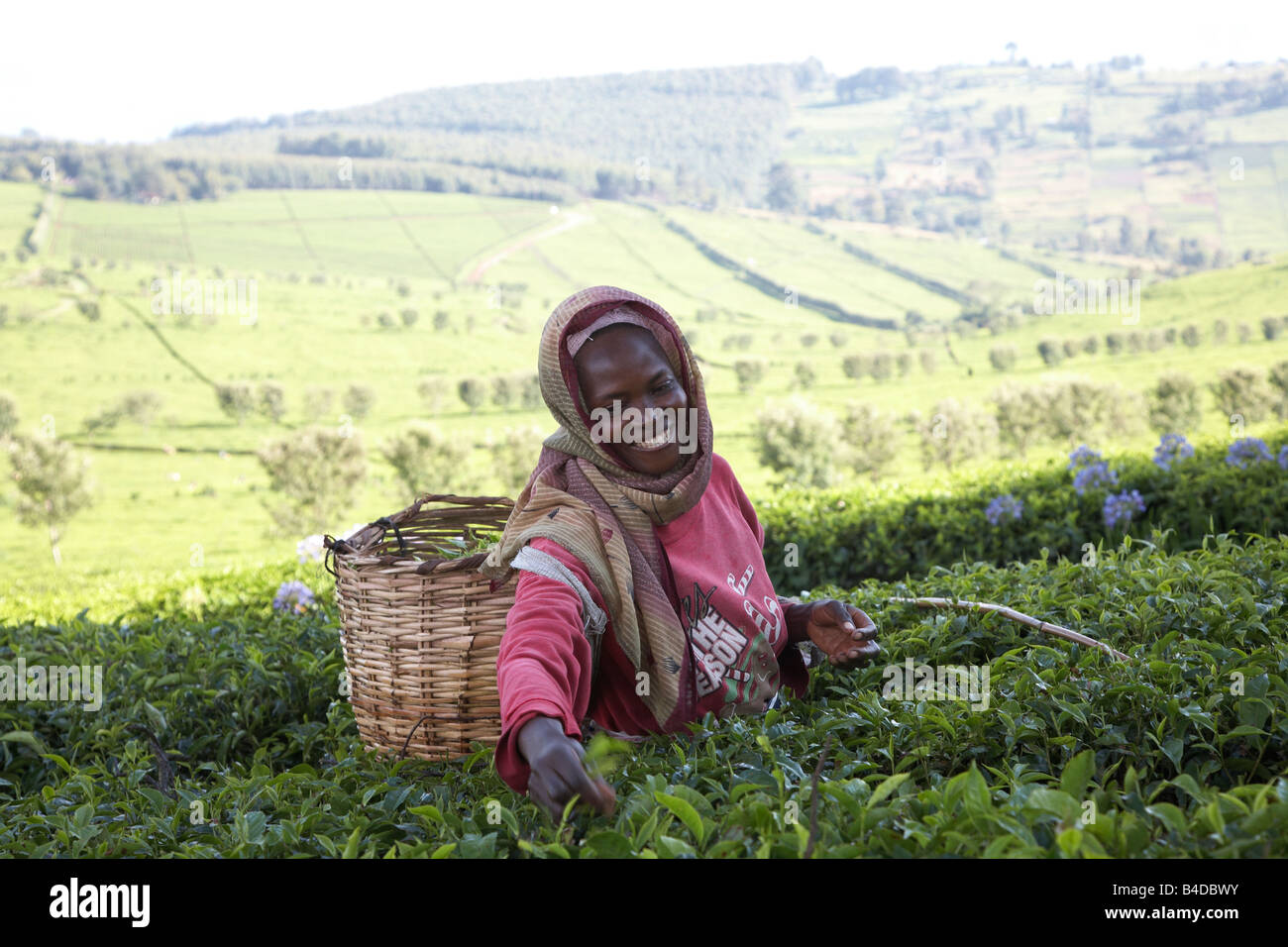 Tea plucker working in East Africa Kenya Nandi Hills area Stock Photo