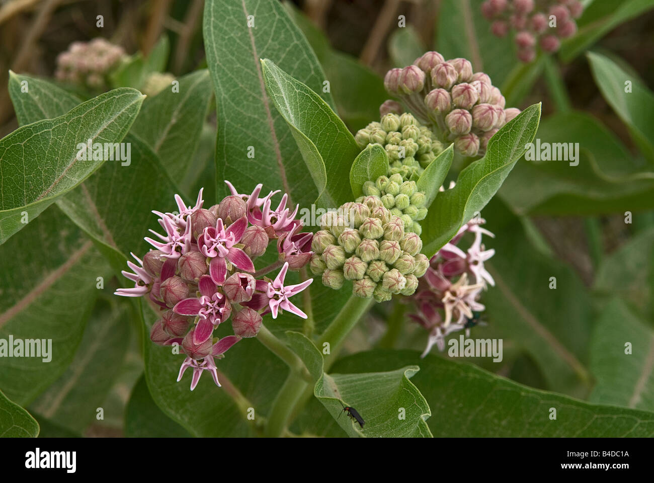 Showy milkweed plant is in full bloom Stock Photo