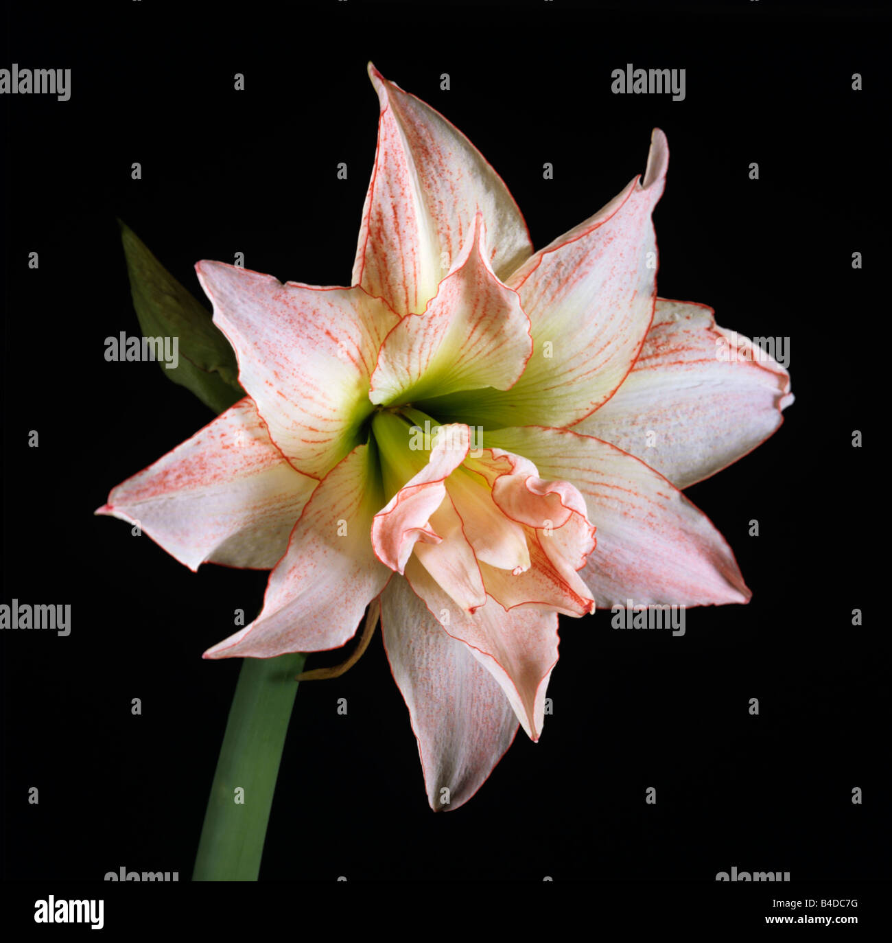 Flowering pink Amaryllis Stock Photo