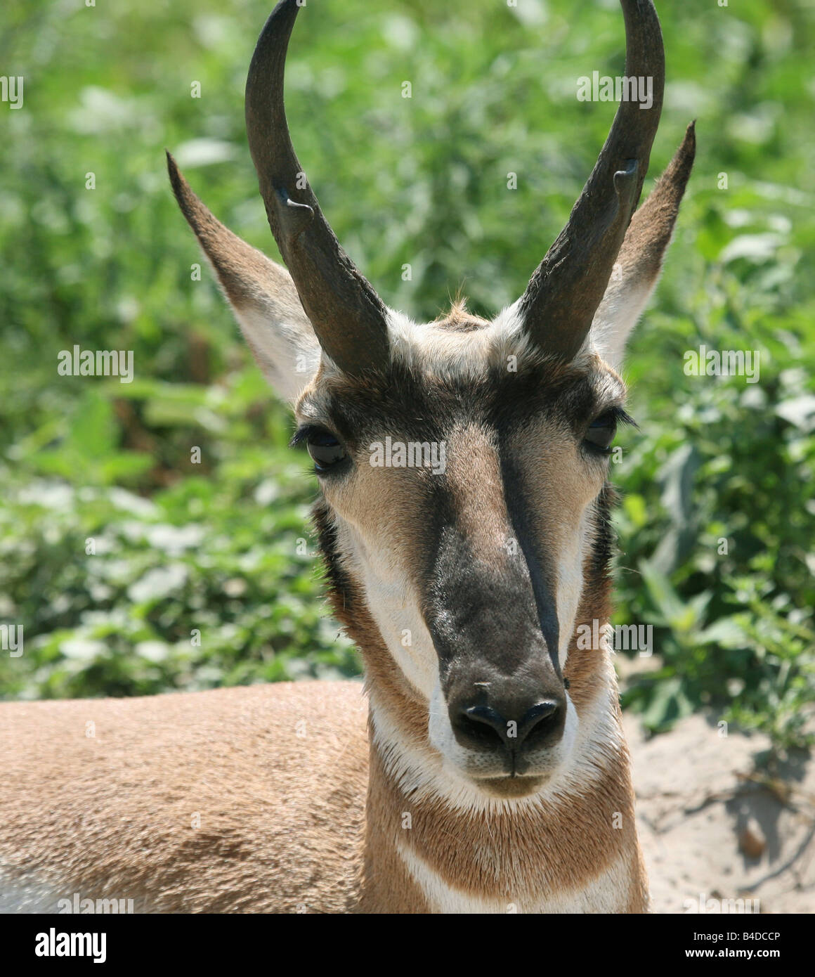 Pronghorn Antelope Nebraska Hi-res Stock Photography And Images - Alamy