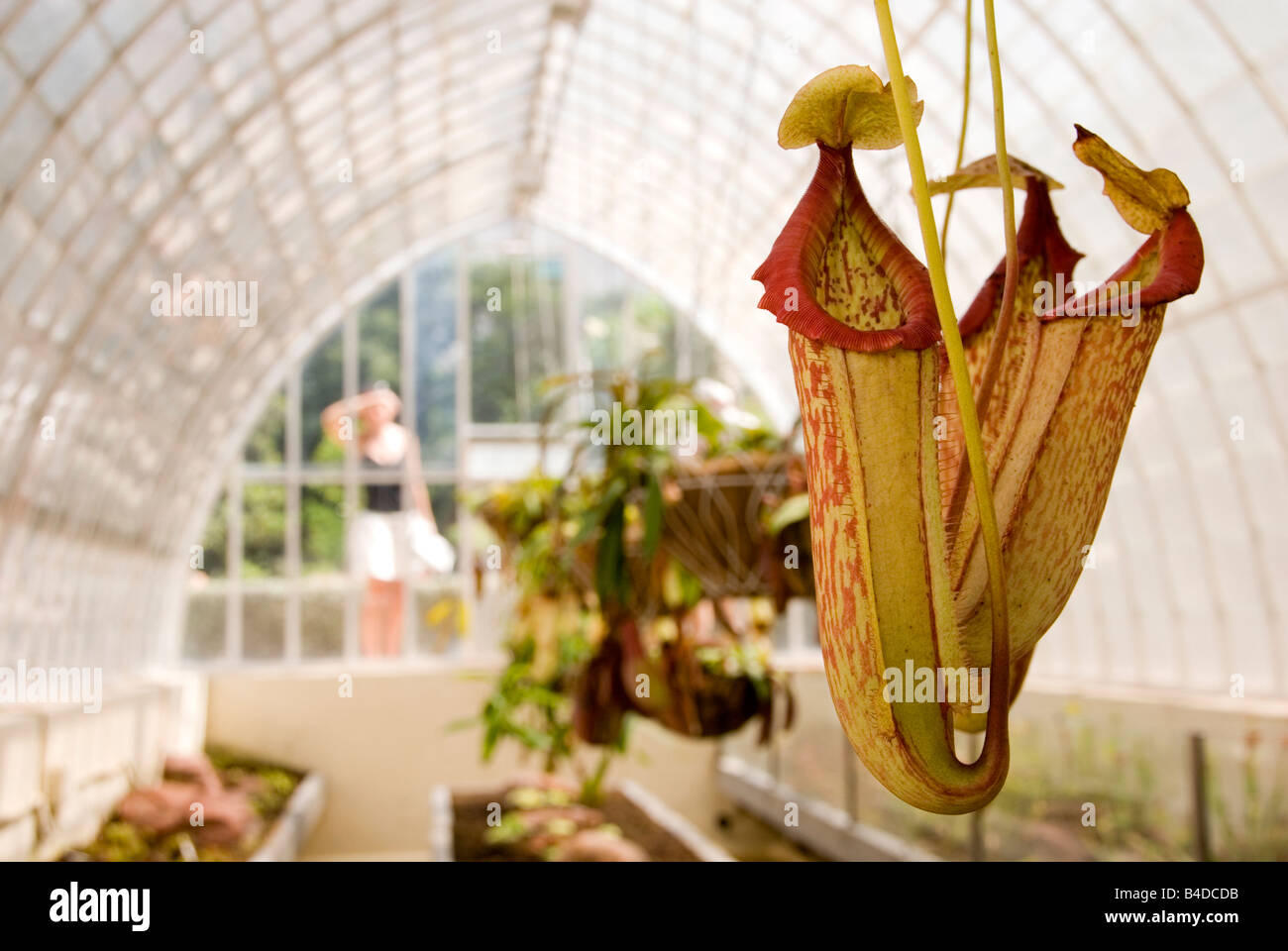 Close up of Nepenthes Pitcher plant growing in an 18th Century greenhouse in the Botanical Gardens in Valencia Stock Photo