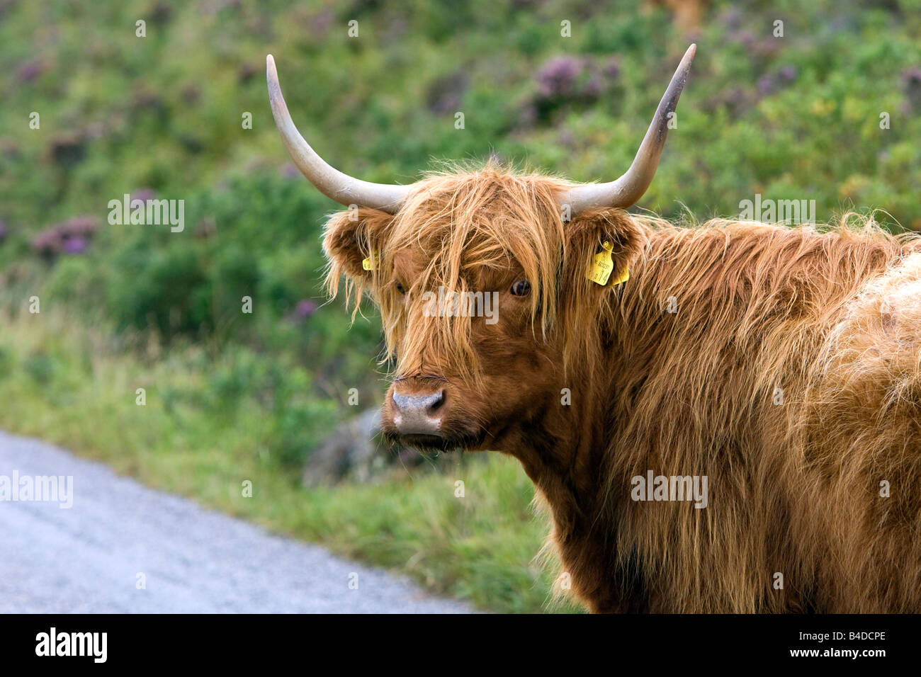 Schottisches Hochlandrind Highland Cattle Gairloch Wester Ross Scotland cow on street Stock Photo