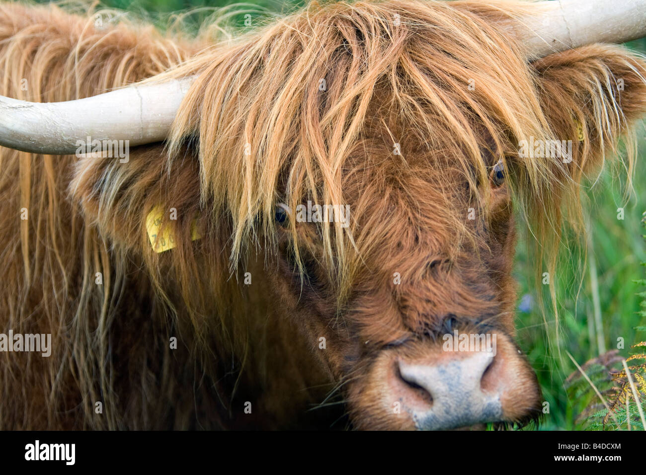 Schottisches Hochlandrind Highland Cattle Gairloch Wester Ross Scotland cow Stock Photo