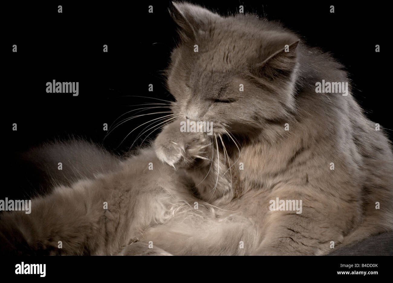 Cat bath her paw hi-res stock photography and images - Page 4 - Alamy