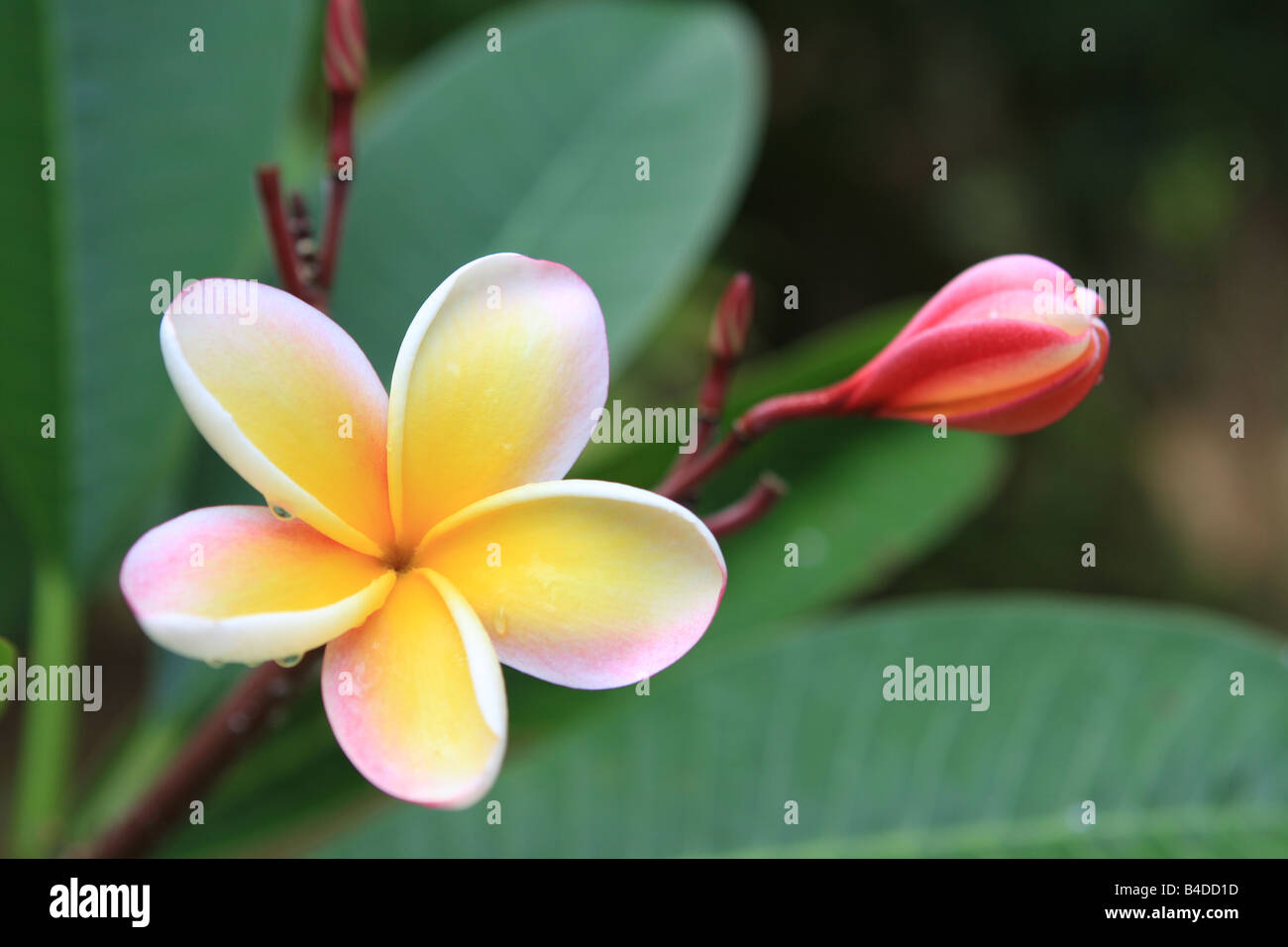 plumeria flowers on the island of Kauai, Hawaii Stock Photo Alamy