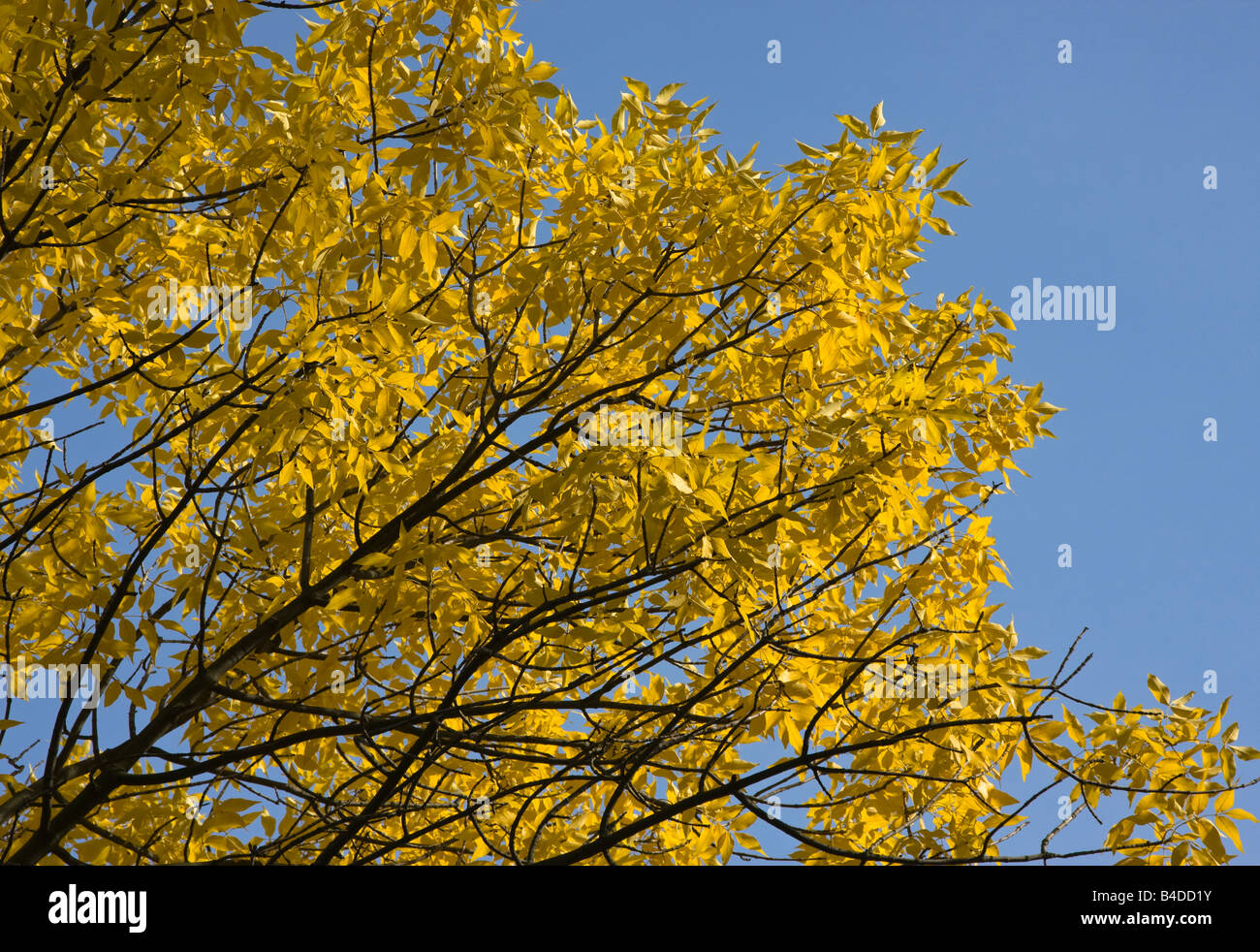 Branch of autumn ash tree in sunlight on blue sky background Stock Photo
