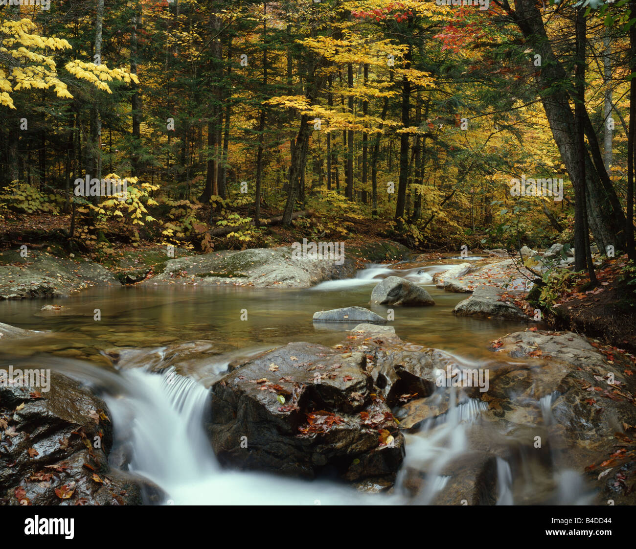 River in a Forest in Autumn Stock Photo - Alamy