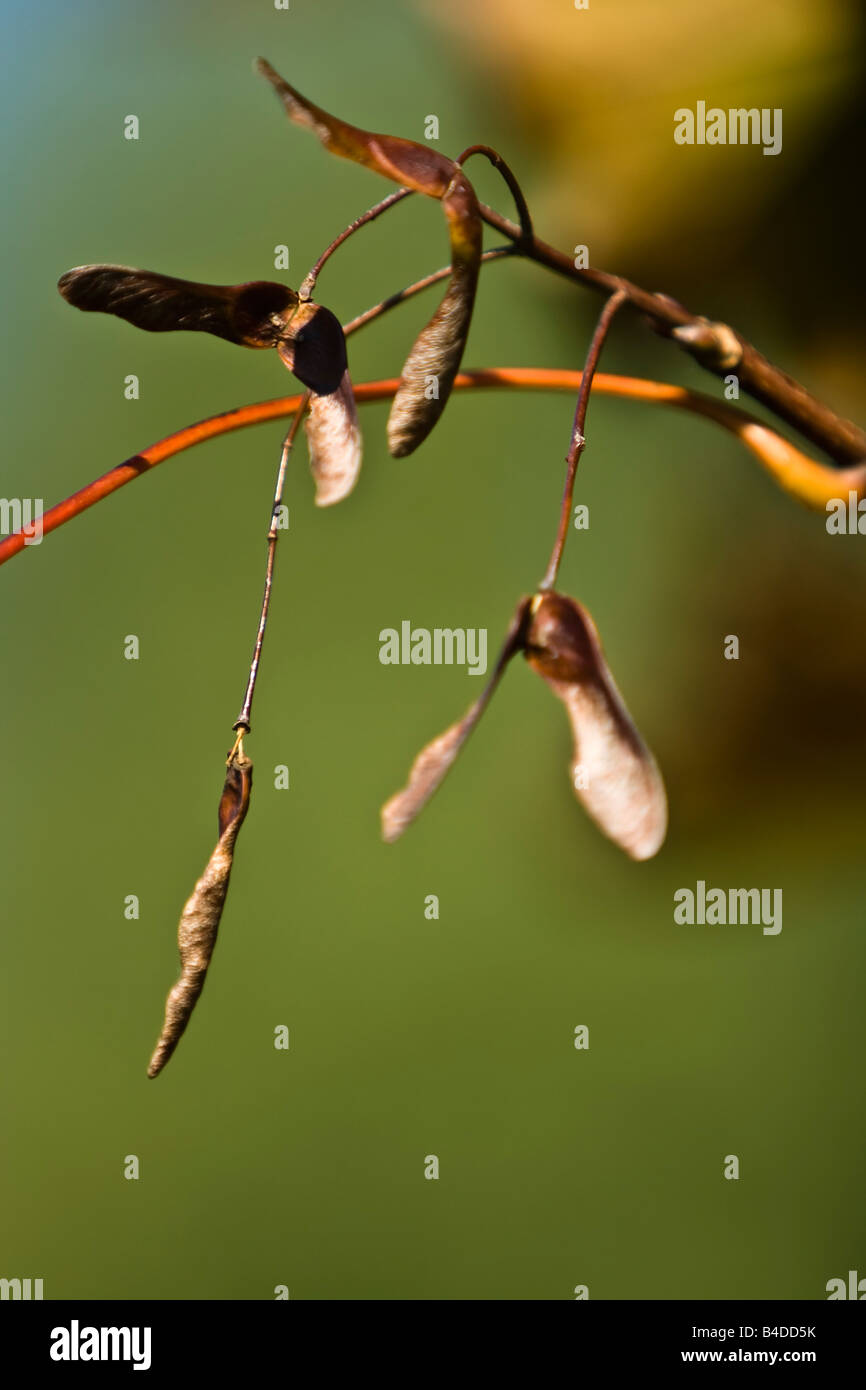 Seeds of a maple or a sycamore tree (Acer Stock Photo Alamy