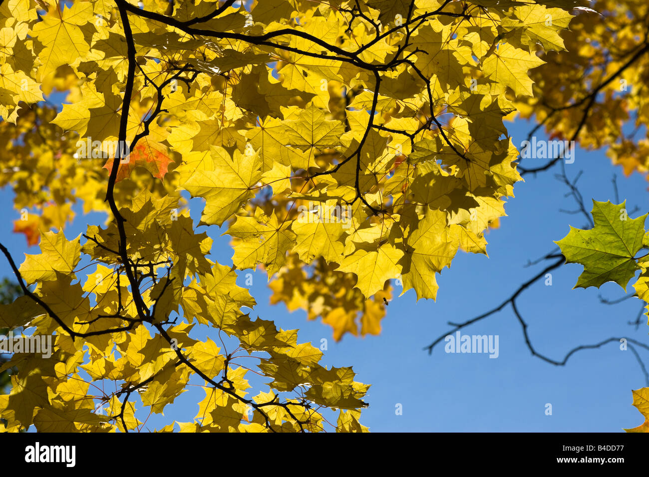 Golden autumn yellow maple leaves on blue sky background Stock Photo ...