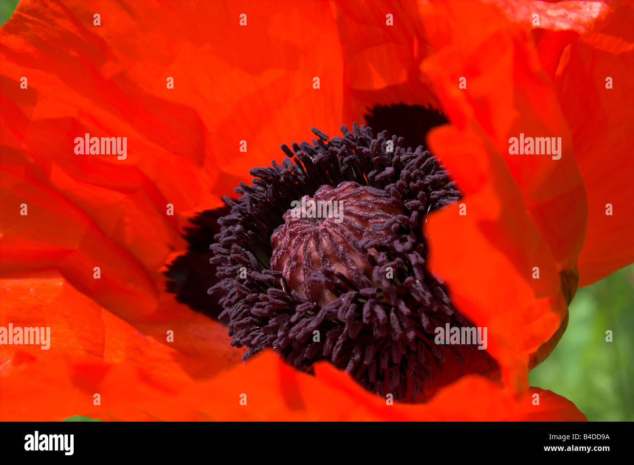 Opium Poppy Flower Bed High Resolution Stock Photography and Images - Alamy